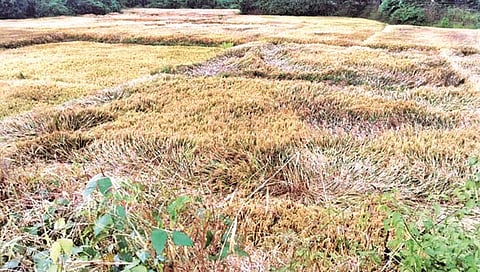 कोल्हापुरात अवकाळी ६ तास कोसळला