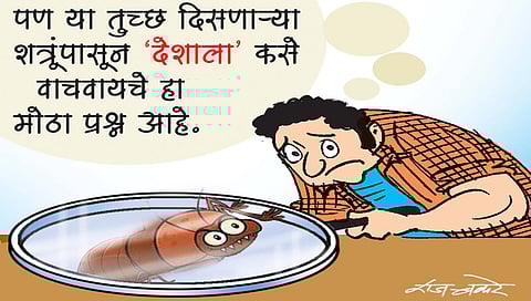 लवंगी मिरची : माणसाचे ‘नवे शत्रू’