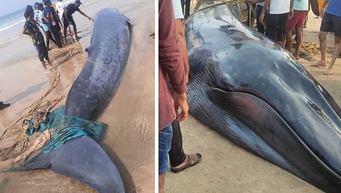 निळ्या देवमाशाचे निळे हुंकार : अखेर ‘ते’ देवमाशाचे पिल्लू समुद्रात पोहोचले