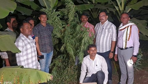 Nandurbar News : केळीच्या बागेत चोरी छुपे सुरु होती गांजाची शेती, पोलिसांकडून पर्दाफाश