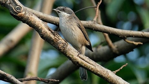 Lesser whitethroat : ‘लेसर व्हाइटथ्रोट’चा प्रथमच नाशिकमध्ये थांबा