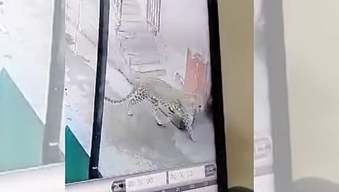 Nashik Leopard : सिडकोतील सावतानगर भागात बिबटया दिसल्याने नागरिकांमधे घबराट