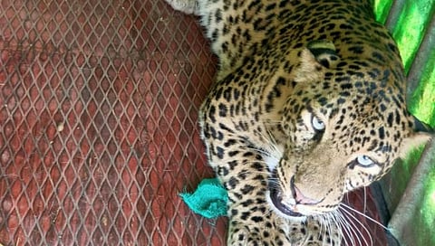 Nashik Leopard : निळवंडी शिवारात वनविभागाकडून बिबट्या जेरबंद