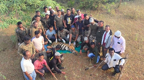 चंद्रपूर : ब्रम्हपुरी तालुक्यात वाघिणी पाठोपाठ वाघाला पकडण्यात वनविभागाला यश