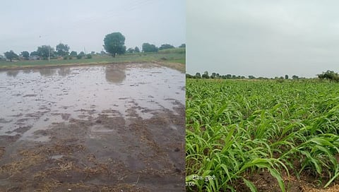 Parbhani Heavy Rain : ताडकळस, मानवत, एरंडेश्वर परिसरात अवकाळीने पिके भुईसपाट
