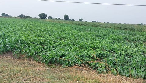Parbhani Heavy Rain: कौसडी परिसरात अवकाळी पावसामुळे पिके आडवी