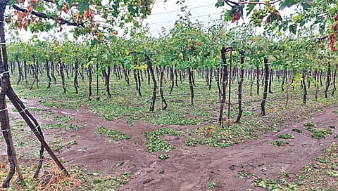 Nashik Heavy Rain : गारपिटीने ३२,८०० हेक्टरवरील पिके मातीमोल