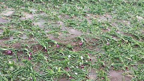 अवकाळीने कांदा पिकाचे झालेले नुकसान