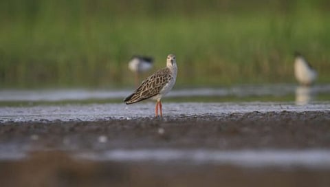 Nandur Madhyameshwar : नांदूरमध्यमेश्वर अभयारण्यात देश-विदेशातील पक्ष्यांचा किलबिलाट