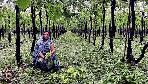 Nashik Unseasonal Rain : नाशिक जिल्ह्यात अवकाळीने ३५ हजार हेक्टर पीक मातीमोल
