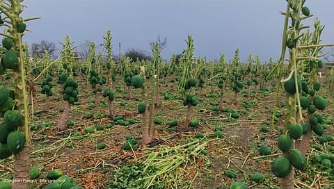 चांदवड तालुक्यातील शेतकऱ्याची उद्ध्वस्त झालेली पपईची बाग