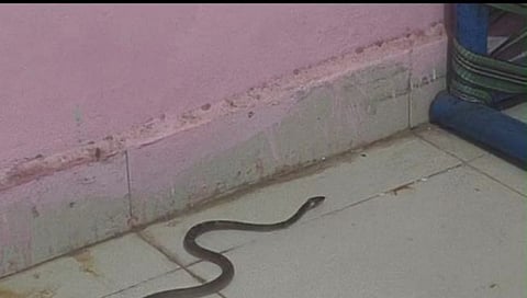 नाशिक : खर्डे येथील वैद्यकीय अधिकाऱ्याच्या निवासस्थानात निघाला विषारी साप
