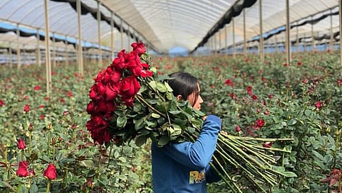 Flower export : फूलशेती निर्यातीतून ३५२ कोटींचे परकीय चलन