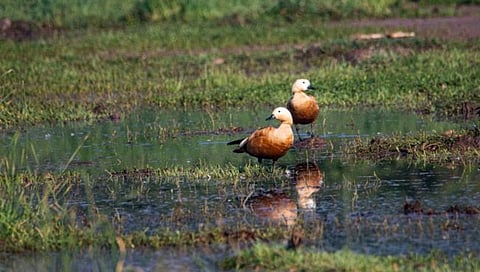 Nashik News : खडक माळेगाव धरणात ‘ब्राह्मणी डक”चे आगमन,
