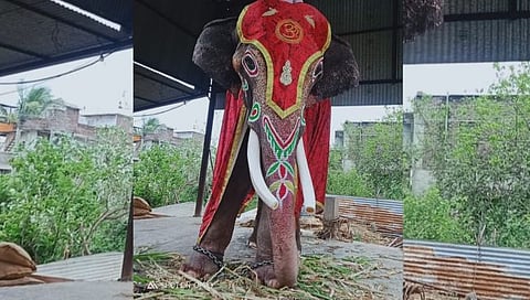 विट्यातील श्रीनाथाष्टमी उत्सवातील प्रसिद्ध गणेश हत्ती गुजरातला पाठवणार; सदाशिवराव पाटील यांची भावनिक साद