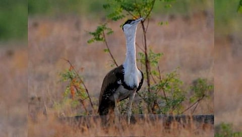 Maldhok: शेतकऱ्यांचा मित्र माळढोक पक्ष्यांचे संवर्धन होण्याची गरज : डॉ. अविनाश राऊत