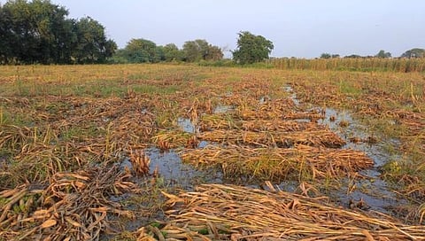 मराठवाडयात अतिवृष्टीने दगावली ५८३ जनावरे