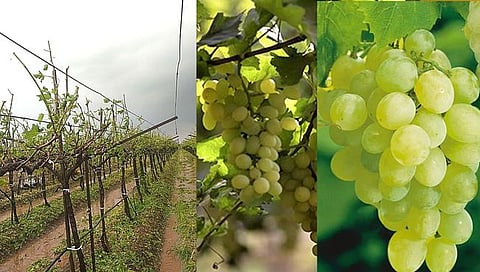नाशिक : दिंडोरीत अवकाळी पावसाने द्राक्ष बागांचे मोठे नुकसानग्रस्त