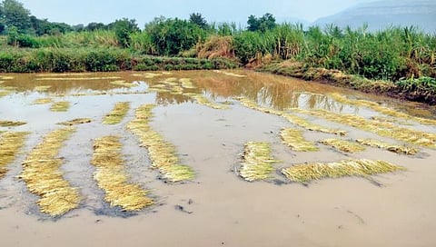 सातार्यात ढगफुटीसदृश पावसाने हाहाकार