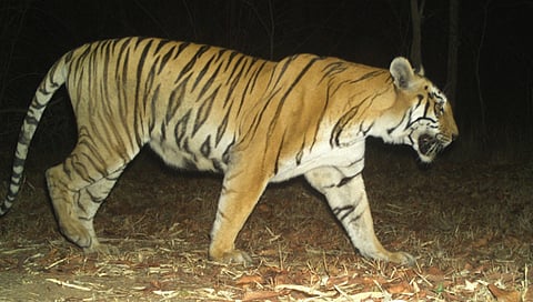 चंद्रपूर : ताडोबाची क्विन टि 12 माया वाघिणीचे अवशेष आढळले!