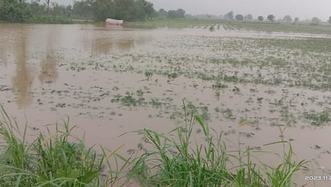 हिंगोली: औंढा नागनाथ तालुक्याला अवकाळीचा फटका; खरिपासह रब्बी पिकांचे नुकसान