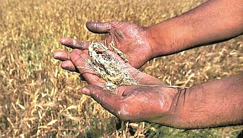मराठवाड्यातील रब्बीचा पेरा घटला