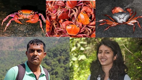 Migratory Crabs Research