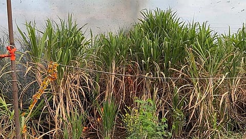 जालना : वडीगोद्री येथे शॉर्टसर्किटमुळे ऊस जळून खाक