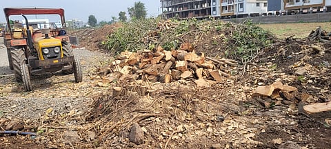 संतापजनक ! पेट्रोल पंपासाठी दिला शंभर वर्षं जुन्या झाडांचा बळी