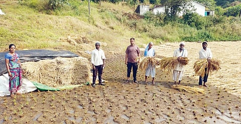 Pune : अवकाळी पावसाने हातातोंडाशी आलेले भात पीक वाया