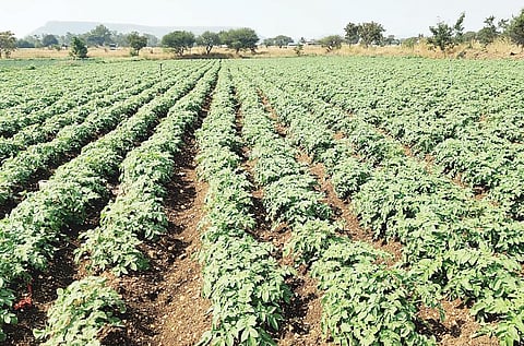 Pimpri News : बटाटा पीक करपू लागले