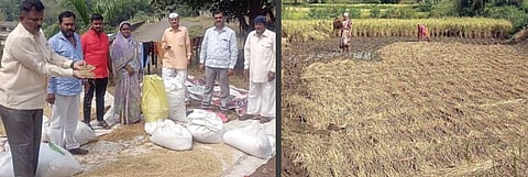 सुट्ट्या असतानाही प्रशासन बांधावर ; भात पिकाच्या नुकसानाची पाहणी