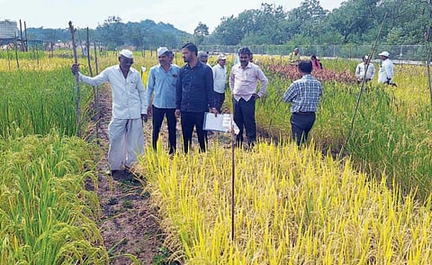 नामशेष होण्याच्या मार्गावर असलेल्या भाताच्या 88 वाणांचे संवर्धन !