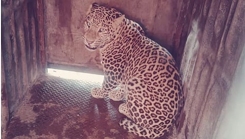Leopard News : शेवटी बिबट्या जेरबंद केला!