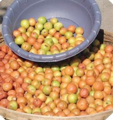 गावरान बोरांची आंबट-गोड चव झाली दुर्मीळ!