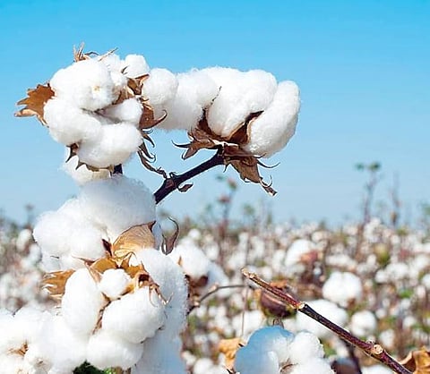 रब्बीचे क्षेत्र 25 हजार हेक्टरने घटणार!