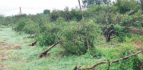 अवकाळीमुळे दुर्दशा ! डाळिंब, द्राक्ष, सीताफळ, पेरू बागांचे मोठे नुकसान