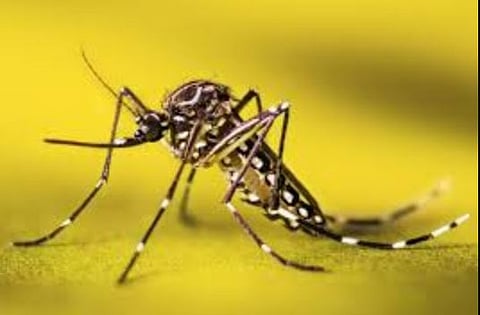 चांगली बातमी : डेंग्यू रुग्णसंख्येचा आलेख घसरला