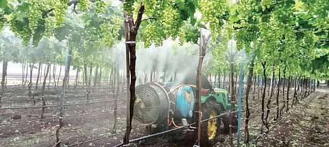 Pune : अवकाळी पावसाने द्राक्ष उत्पादकांची चिंता वाढली