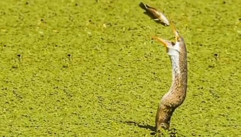 इवल्याशा माशाचा मृत्यूलाही चकवा