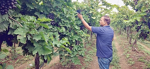 Pune : अवकाळी पावसाने द्राक्षबागांचे नुकसान