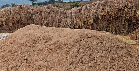 पुणे : जुन्नर तालुक्यात भाताचे उत्पादन घटणार