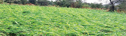 Pune : सातगाव पठार भागात ज्वारी भुईसपाट