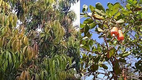 Sindhudurg Heavy Rain: अवकाळी बिघडवणार आंबा, काजूचे अर्थकारण; मोहोर लांबणीवर, शेतकरी चिंतेत