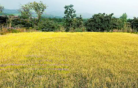 Pune News : अवकाळी पावसामुळे भात पिके उद्ध्वस्त !