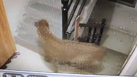 Leopard News : आता बिबट्या थेट गृहरचना सोसायटीत