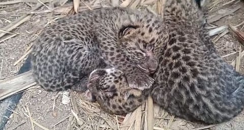 Pune Leopard News : देवजाळीत उसाच्या शेतात आढळले तीन बछडे