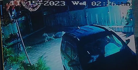 Pune News : बिबट्यासोबत दोन कुत्र्यांची फ्री स्टाइल