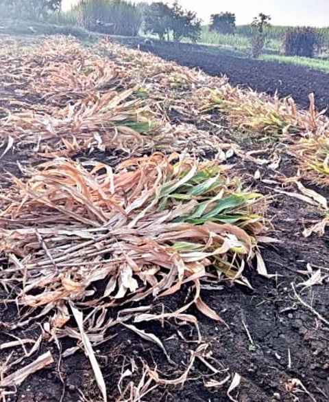 Nagar News : शेतकर्यांची मका काढणीची लगबग