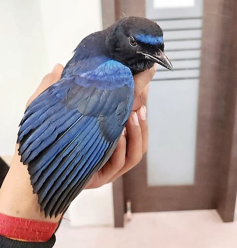 Pimpri News : मलबार व्हिस्टलिंग थ्रश पक्षास जीवदान